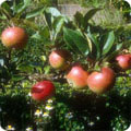 Apples
