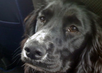 Smiling dog