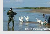 Simon recording the release of Bewick's swans back to sea after ringing