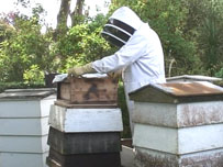 beekeeeping