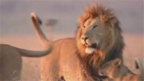 male lion