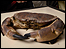 crab