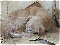 Stray dog