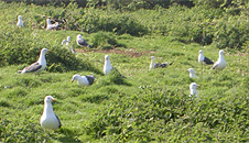 Gulls
