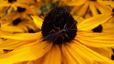 The yellow flower...