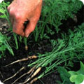 Carrots