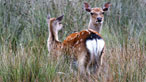 Sika deer