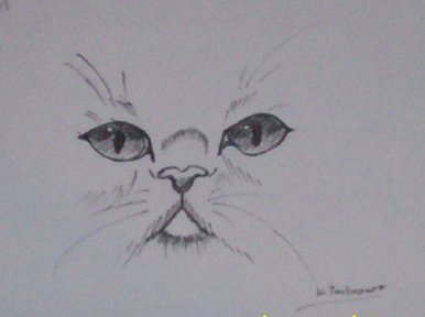 A Cat.......................