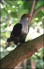 Blue Pigeon