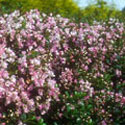 Escallonia
