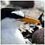 Isle of Coll (Image:Arctic Tern)