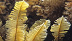 An indian feather hydriod by Kate Lock