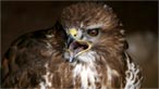 Buzzard. Photo: James McLaren