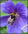 bee