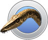 Coelurosaur