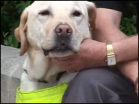 A guide dog