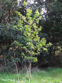 Oak  by Peter Paice
