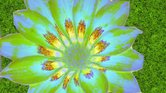 The flower The flower