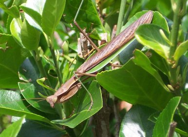 Mantis