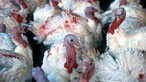 Photograph of turkeys