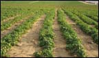 An Egyptian Desert farm