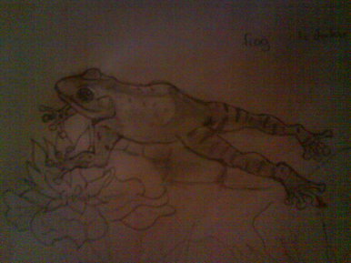 Frog jumping