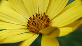 Summer flower...