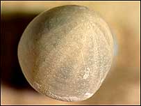 Sea Urchin