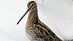 Snipe