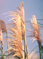 Pampass Grass