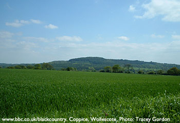 Coppice, Wollescote