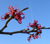 Hamamelis x intermedia neu'r Witch Hazel 
