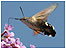 previous picture