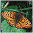 Heathland Index (Image: Butterfly c/o Natural England/Hammett)