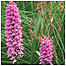 Grasslands Index (Image: Orchid c/o English Nature and Peter Wakely)
