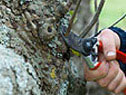 Shearing branches