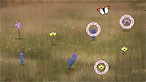 Butterfly Glade