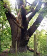 King Oak
