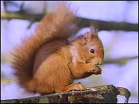 Wetlands (Image: Squirrel)