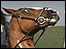 Burghley Horse Trials