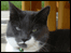 Grot the cat.