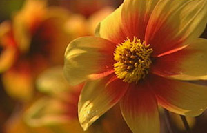Dahlia