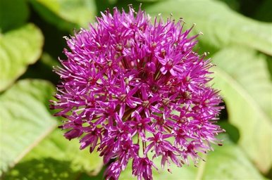 pink flower