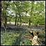 Bradfirld Wood