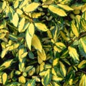 Elaeagnus pungens ‘Maculata’, Elaeagnus