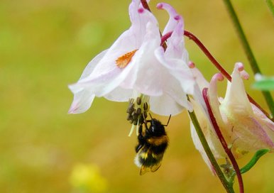Bee