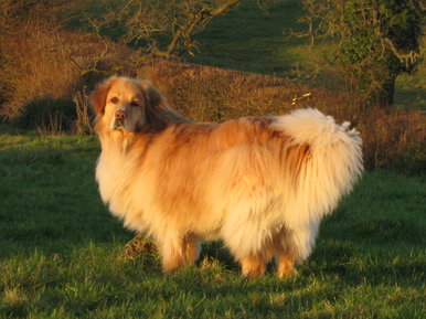 Sunstruck dog