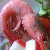 Prawn