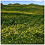 Machair c/o Tony Oliver