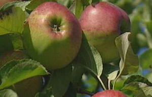 Apples